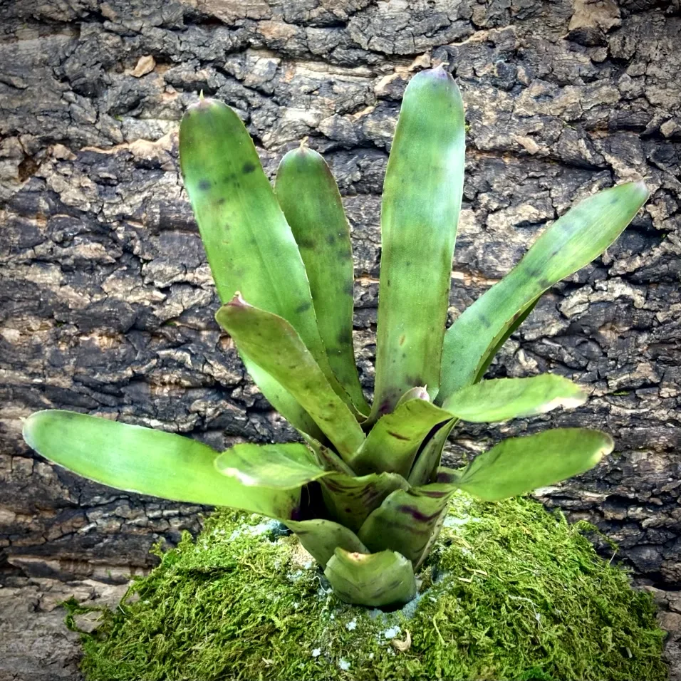 Neoregelia Bromeliad - Gympie Twilight