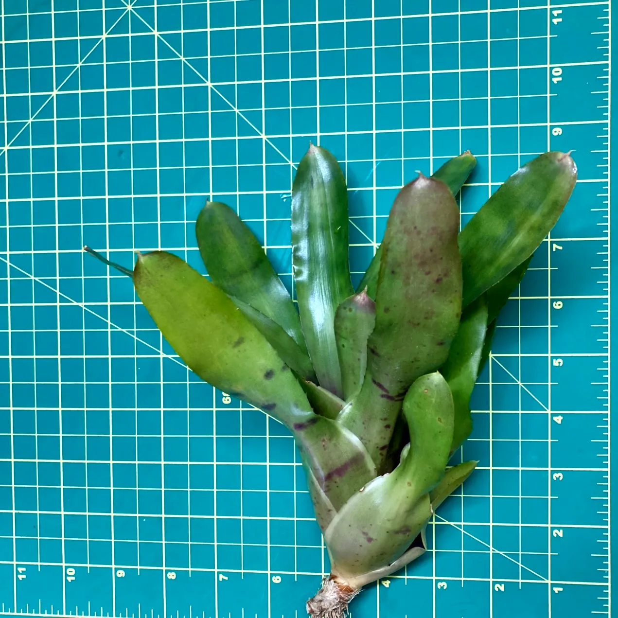 Medium Neoregelia Bromeliad - Gympie Twilight size