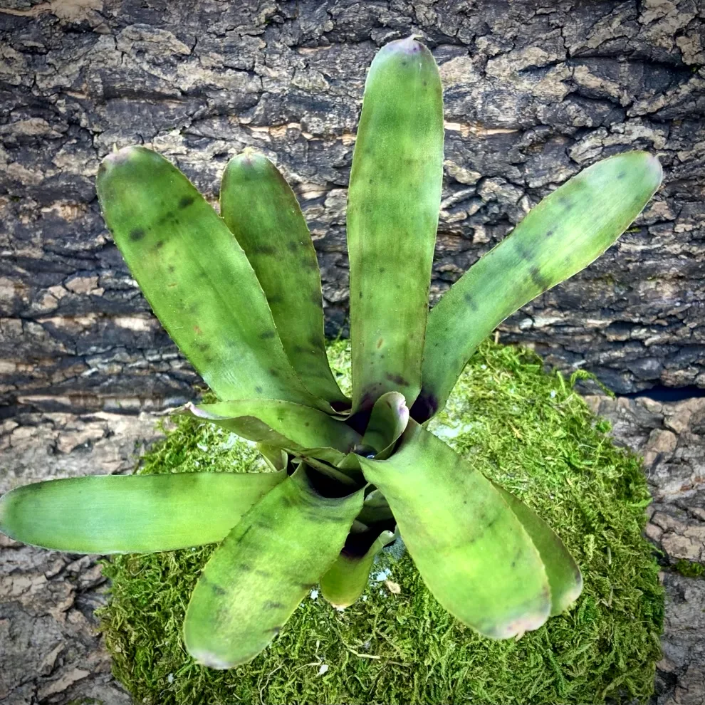Medium Neoregelia Bromeliad - Gympie Twilight top view