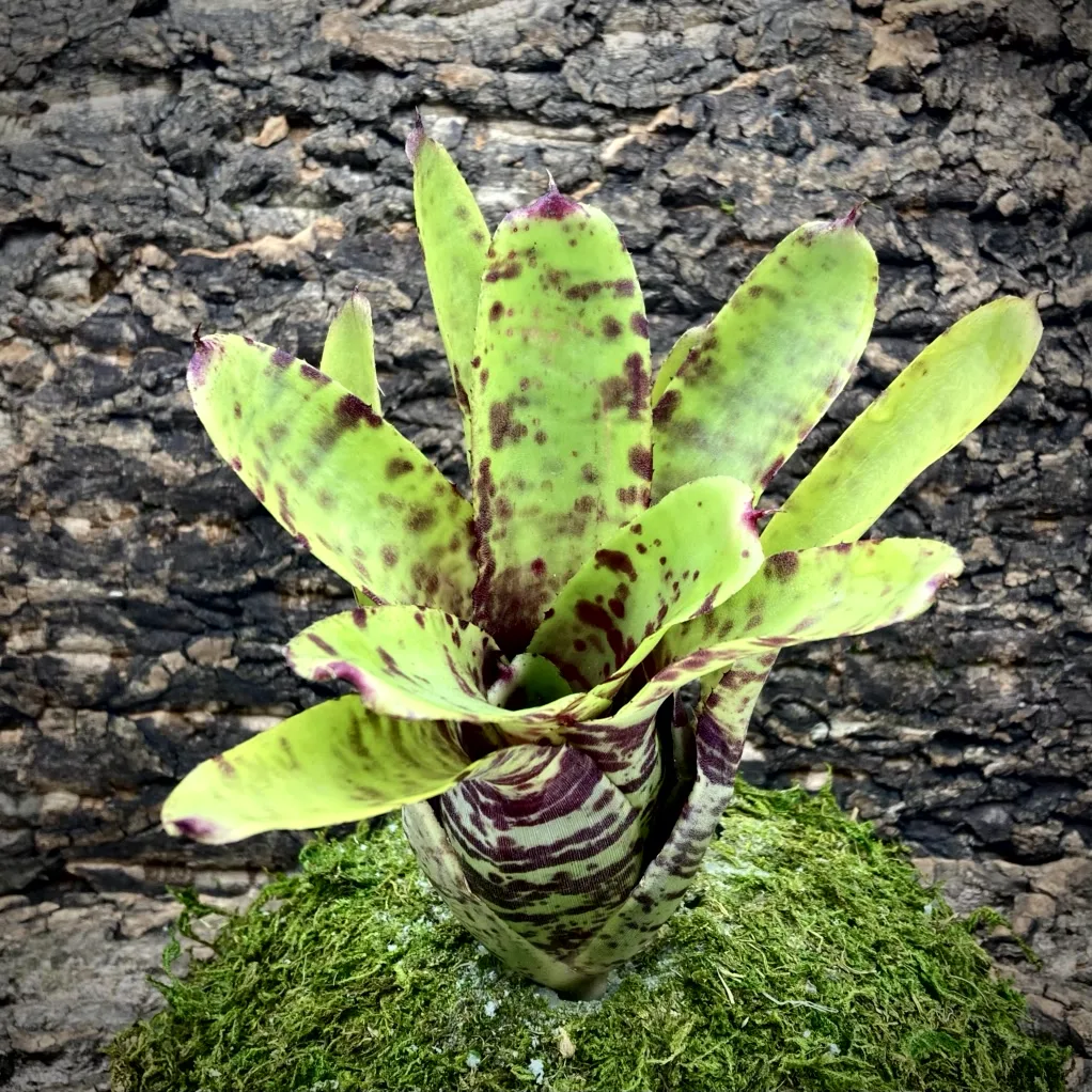 Medium Neoregelia Bromeliad - Lilliputiana x Super Aztec