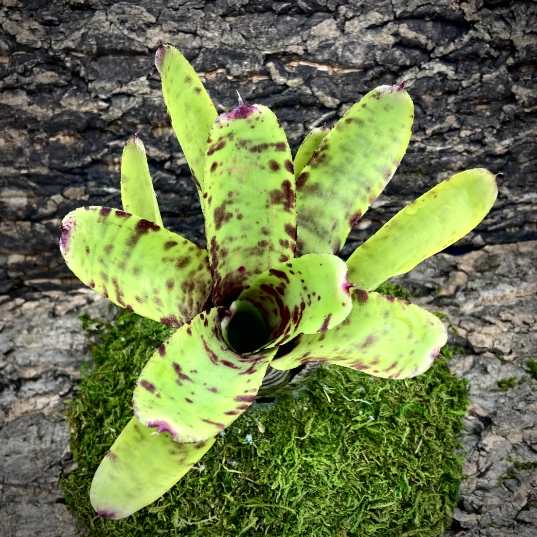 Medium Neoregelia Bromeliad - Lilliputiana x Super Aztec top view