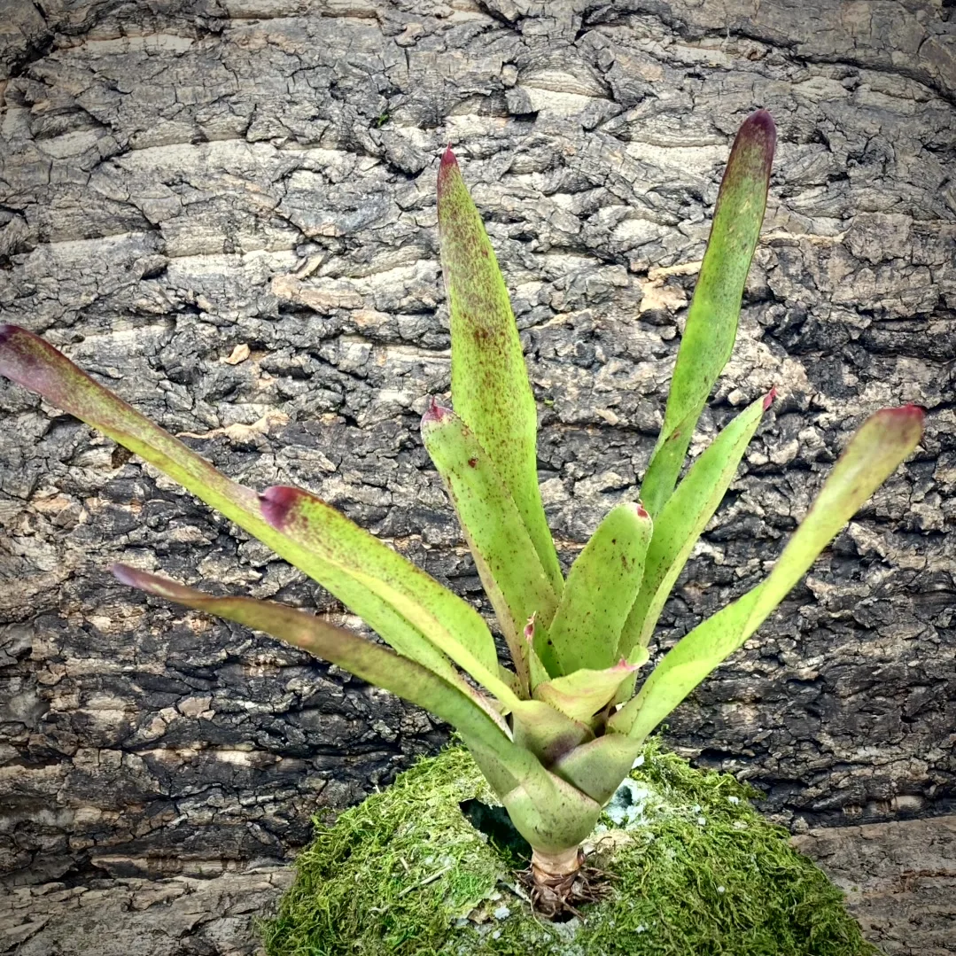 Neoregelia Bromeliad - Olens