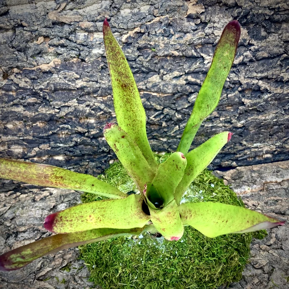 Medium Neoregelia Bromeliad - Olens top view
