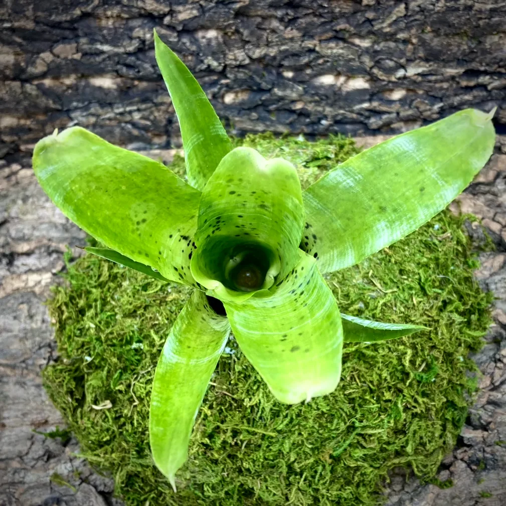 Medium Neoregelia Bromeliad Pauciflora (lg) top view