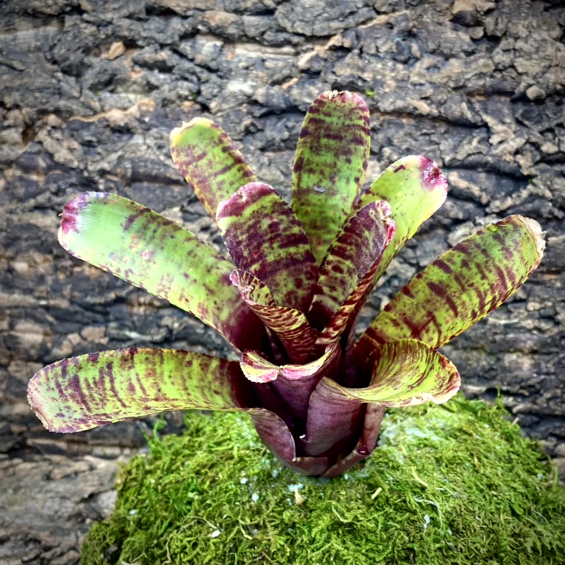 Medium Neoregelia Bromeliad - Punctatissima x Tigrina
