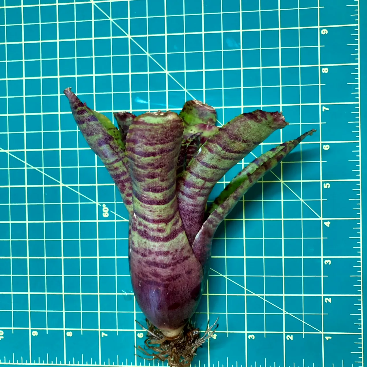 Medium Neoregelia Bromeliad - Punctatissima x Tigrina size