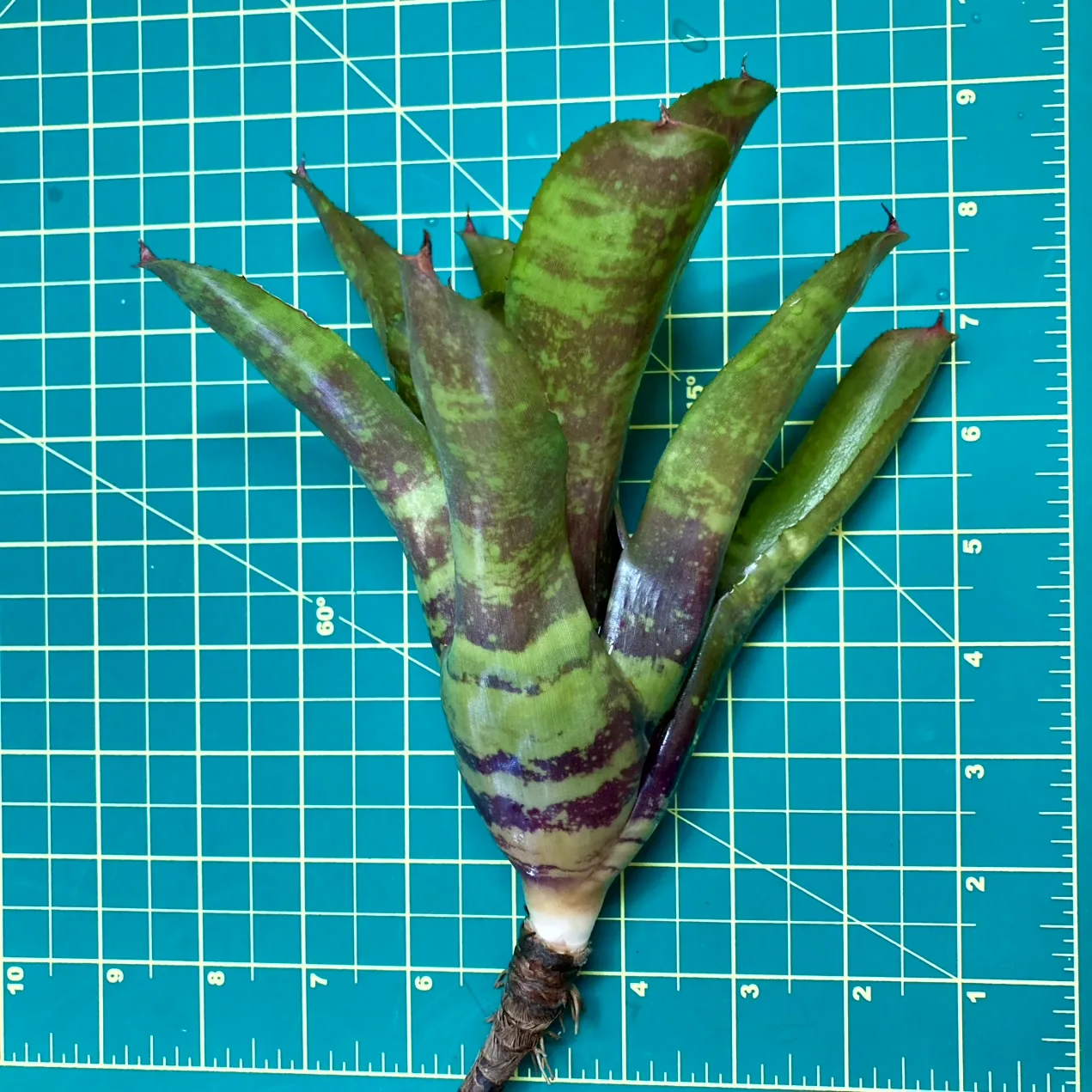 Medium Neoregelia Bromeliad - Running Red River x Flirtation size