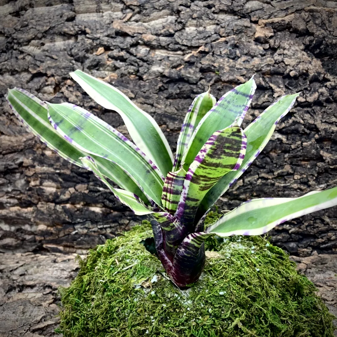 Neoregelia Bromeliad - Touchstone