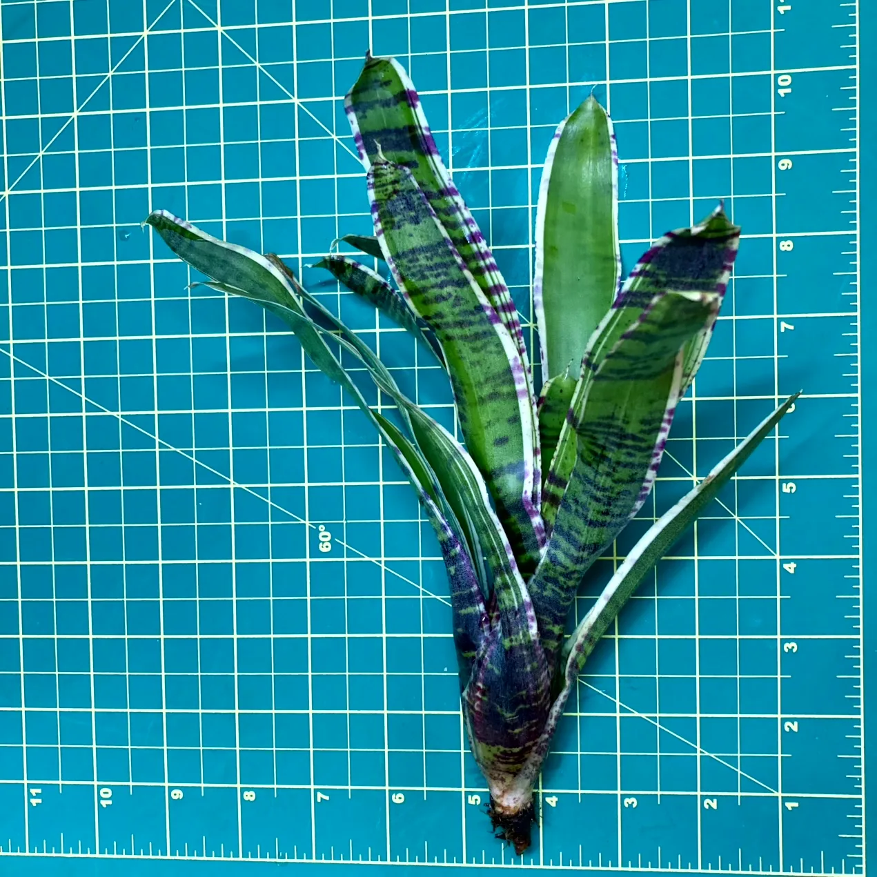 Medium Neoregelia Bromeliad - Touchstone size