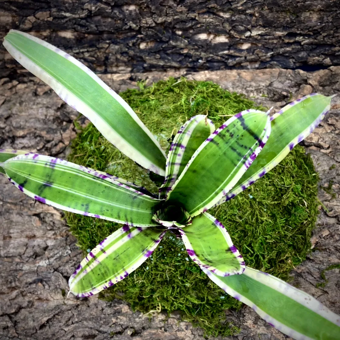 Medium Neoregelia Bromeliad - Touchstone top view