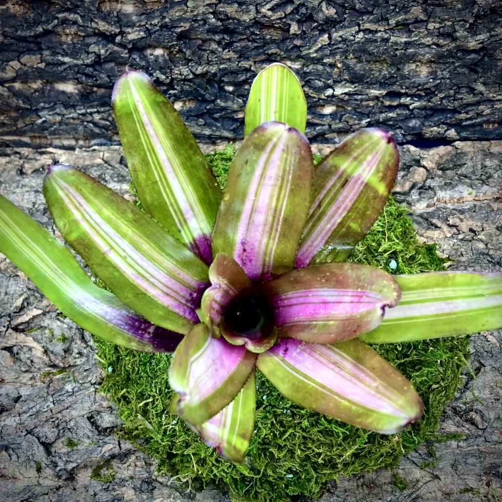 Medium Neoregelia Bromeliad - Wall Flower top view