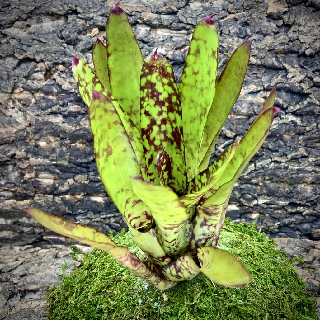 Medium Neoregelia Bromeliad - Winnie The Pooh x Wine And Gold