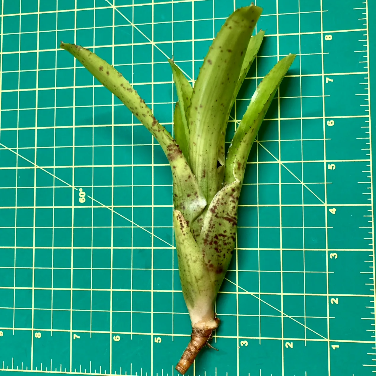 Mini Neoregelia Bromeliad Ampullacea size