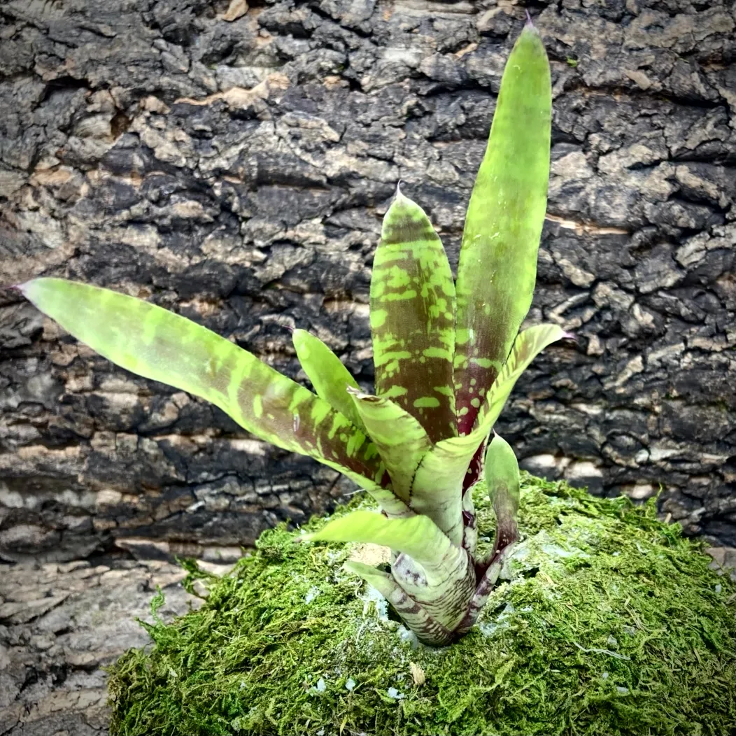 Mini Neoregelia Bromeliad Golden Pheasant