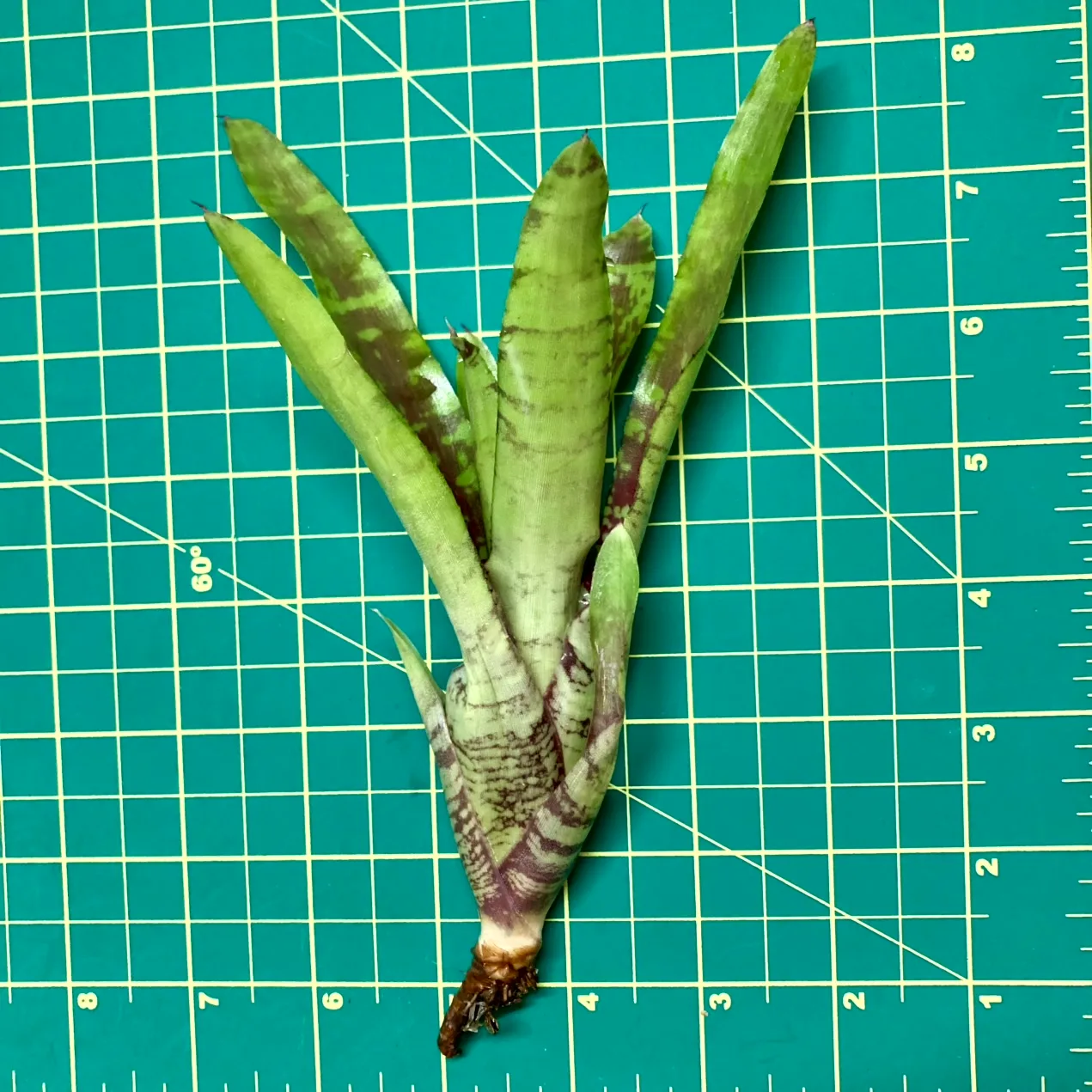 Mini Neoregelia Bromeliad Golden Pheasant size