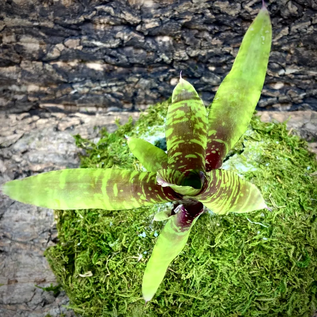 Mini Neoregelia Bromeliad Golden Pheasant top view