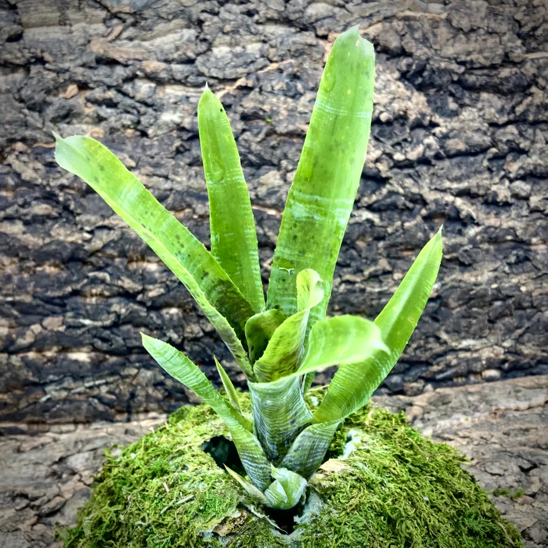 Mini Neoregelia Bromeliad Pauciflora (lg)