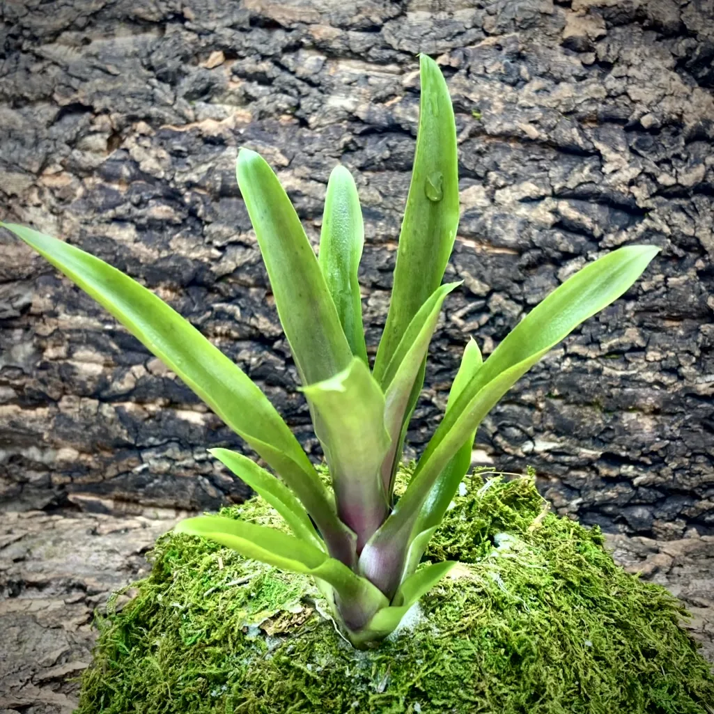 Mini Neoregelia Bromeliad Pauciflora x Grenada (f2)