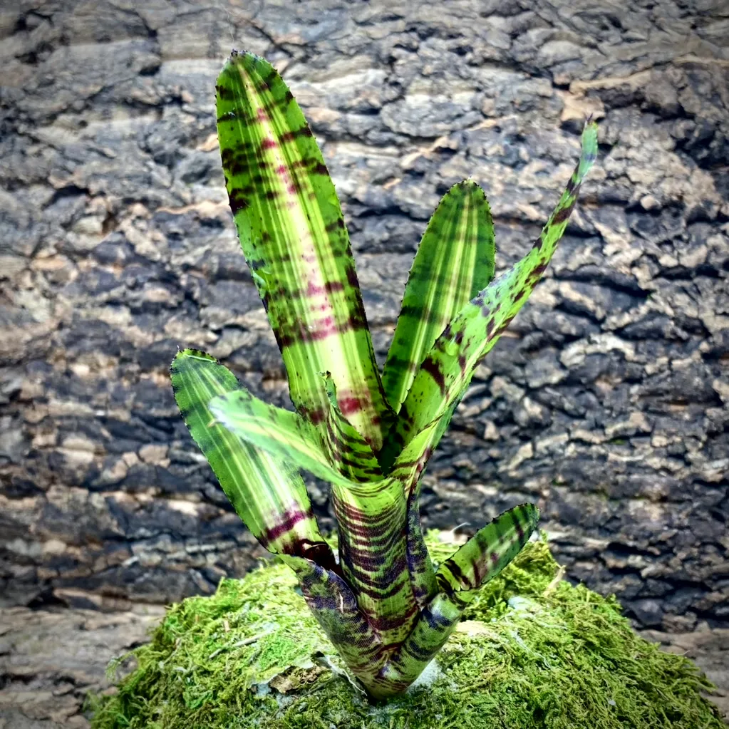 Mini Neoregelia Bromeliad - Taser