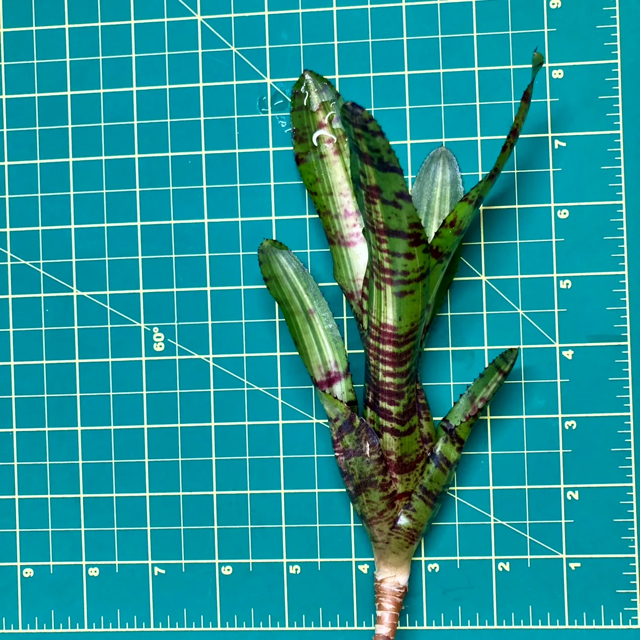 Mini Neoregelia Bromeliad Taser size