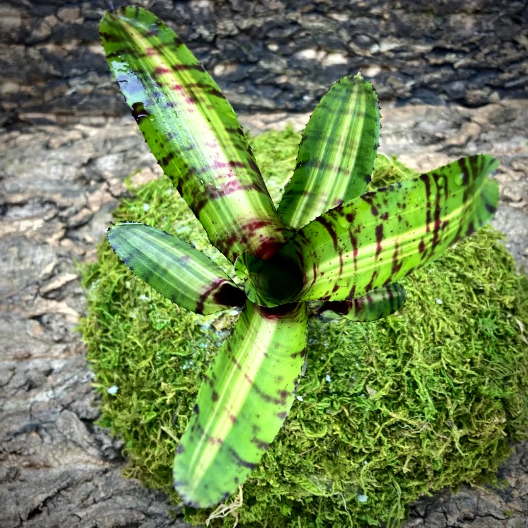 Mini Neoregelia Bromeliad Taser top view