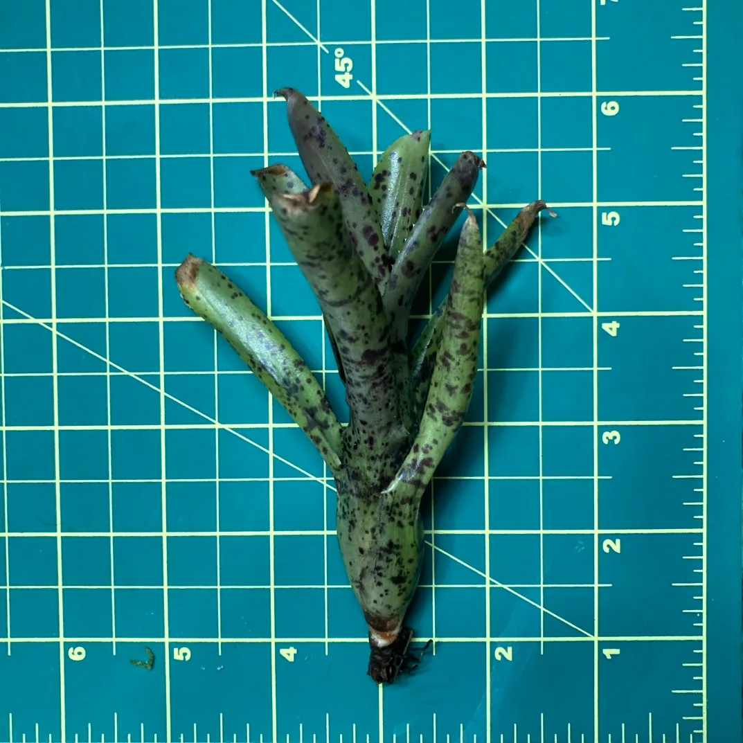 Nano Neoregelia Bromeliad - Ampullacea x Pauciflora size