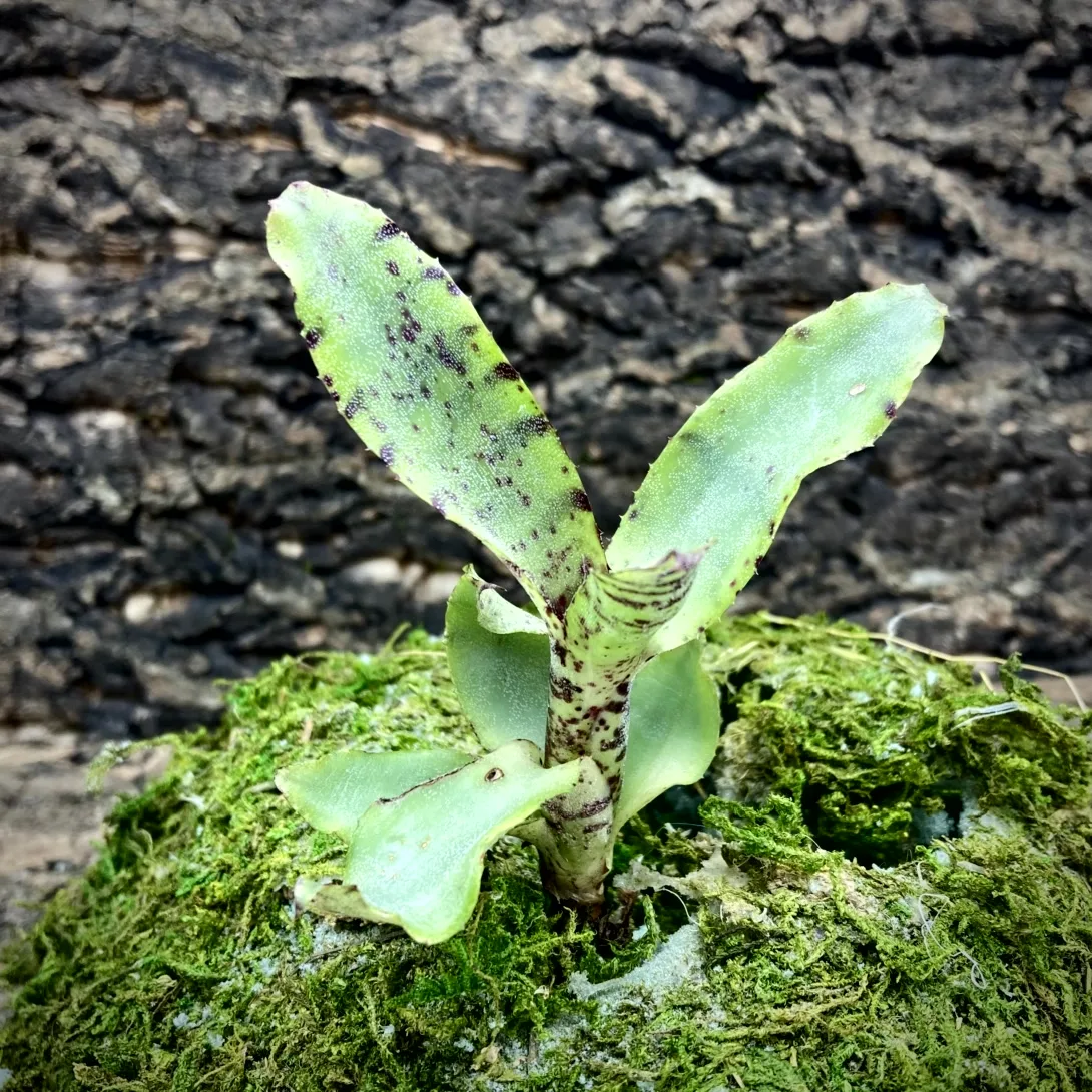Nano Neoregelia Bromeliad Lilliputiana