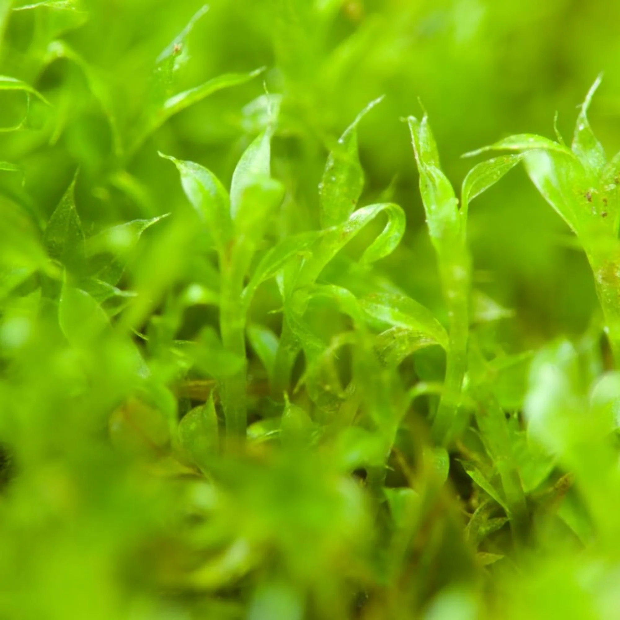 Growable Moss for the Sun and in terrariums -Bryum caespiticium