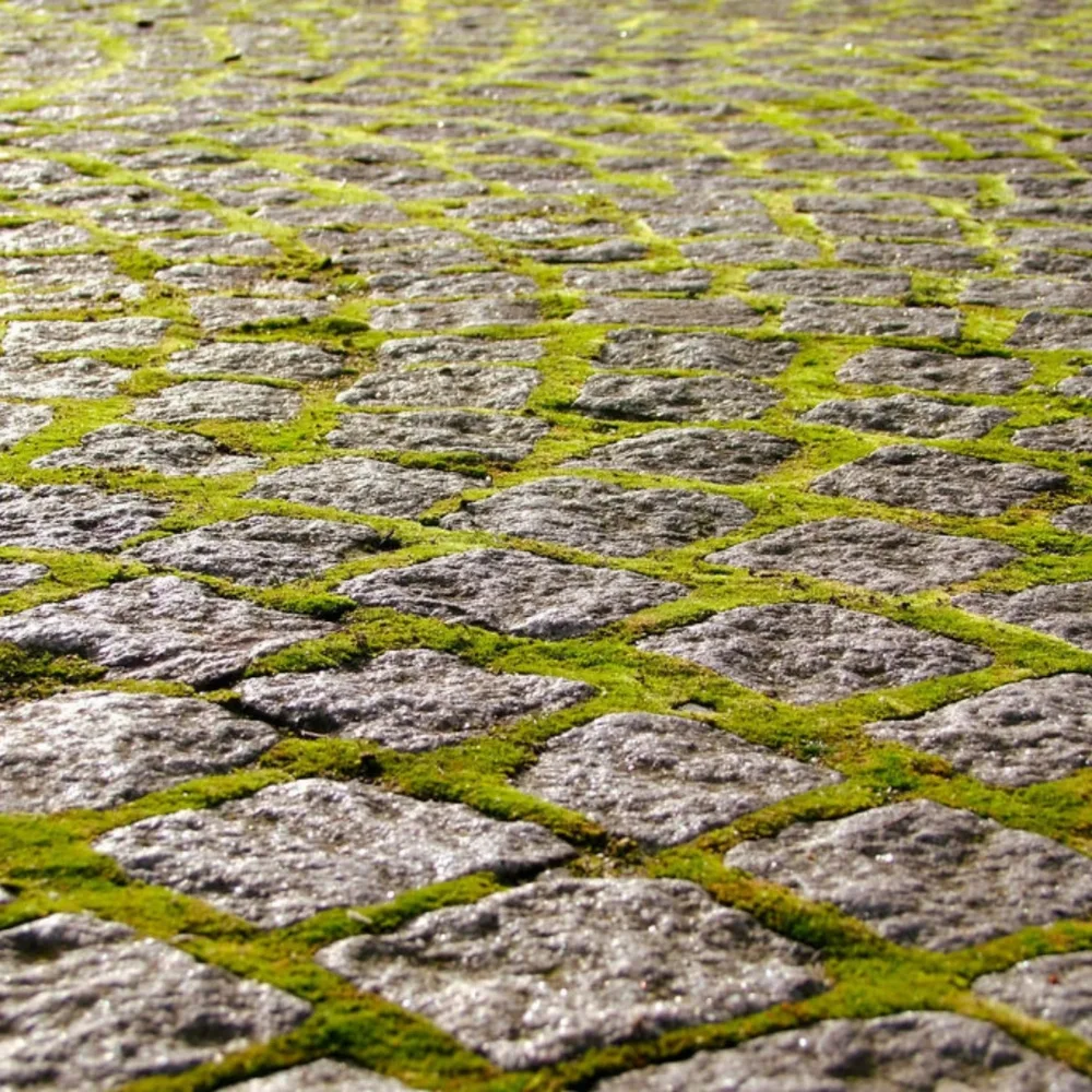 Growable Moss for the Sun and in terrariums growing between flag stone in a garden
