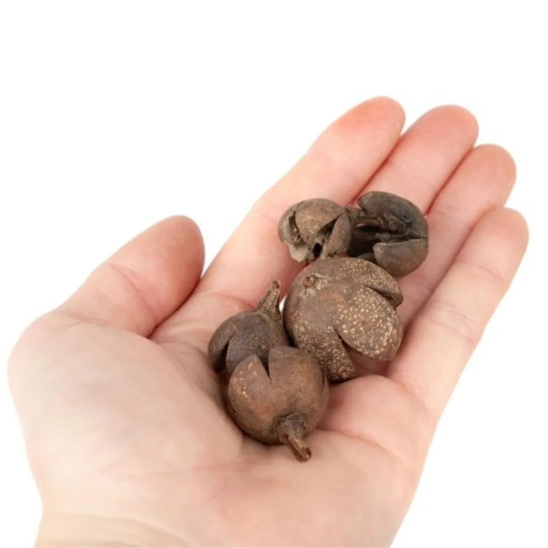 Walachi Pods in hand for size