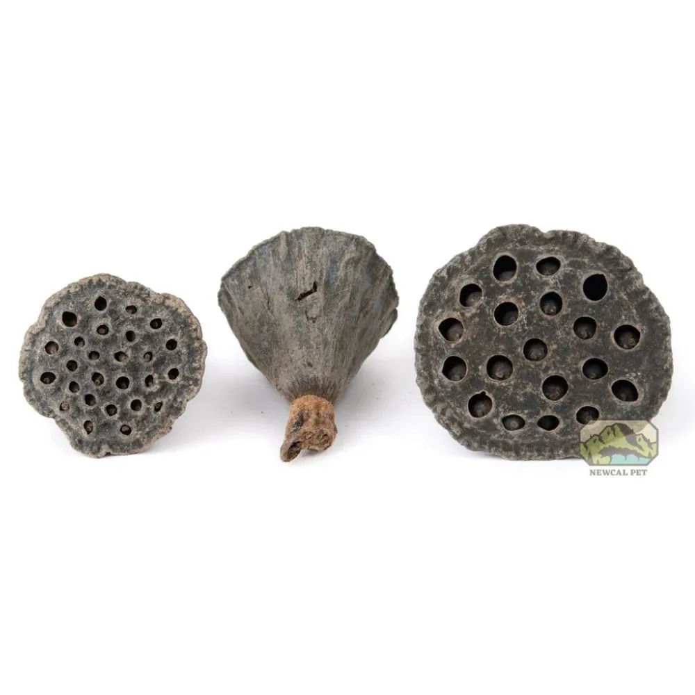 Mini Lotus by New Cal