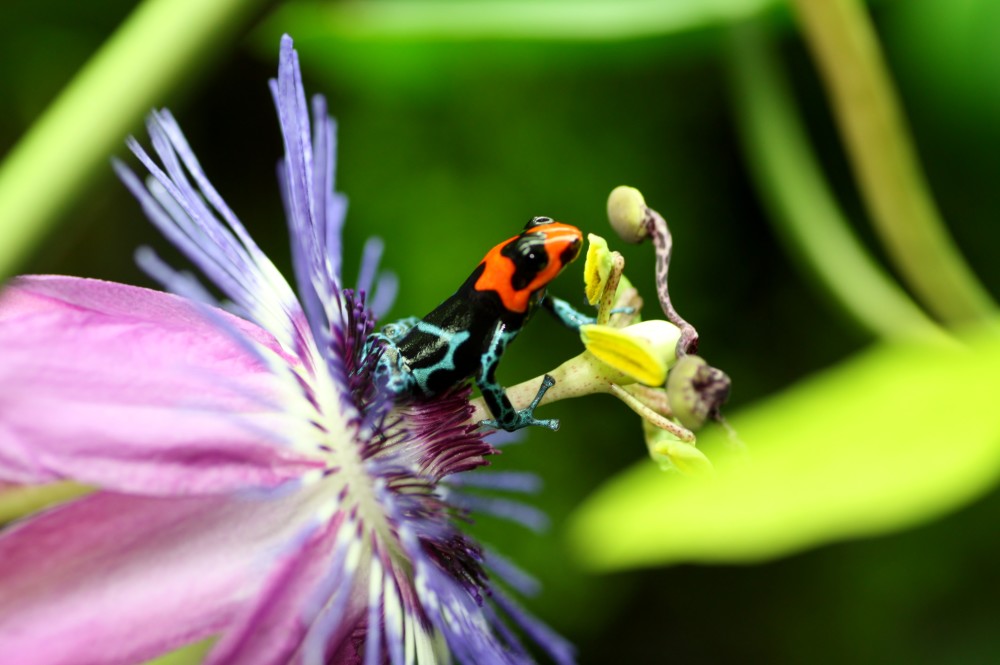 Ranitomeya benedicta 'Shucushuyacu' - Jungle Jewel Exotics