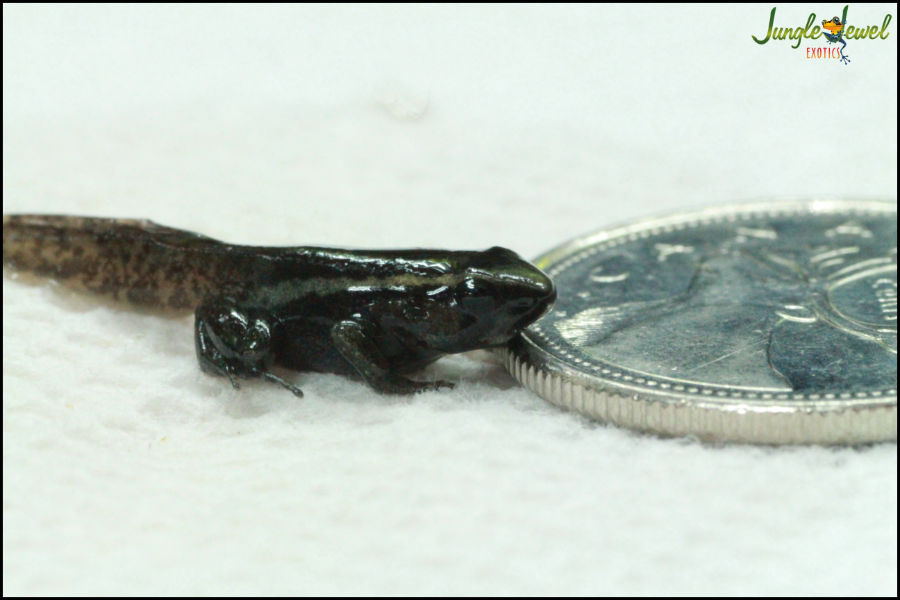 Ameerega tadpole fresh out of water