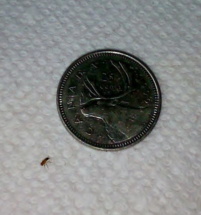 Melanogaster - Small Wingless Fruit Fly Culture - Image 2