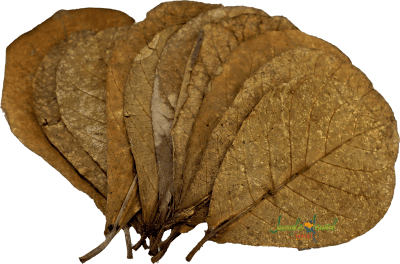 Indian Almond Leaves