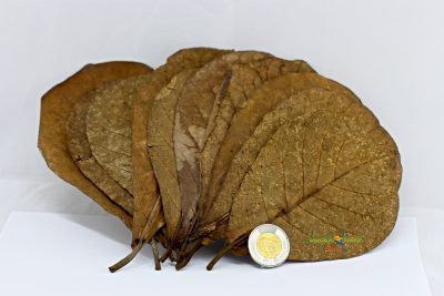Indian Almond Leaf 10 pack twoonie 1