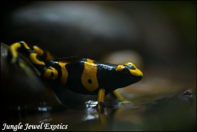 Luc hunting