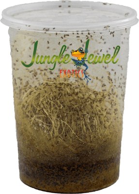 Melanogaster Small wingless fruit flies