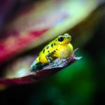 Oophaga pumilio Punta Laurel