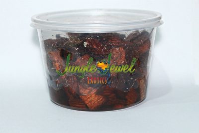 Springtail Culture 16 oz watermarked 1