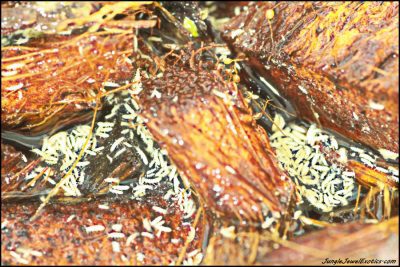 Feed Springtails to small Dart Frogs