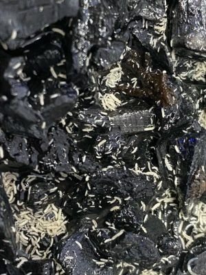 Tropical Springtails Starter Culture