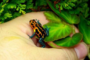 Ranitomeya imitator 'Varadaro' is a small, colorful Dart Frog