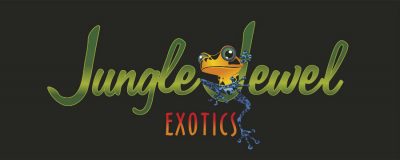 Jungle Jewel Exotics, Dart Frog, Gecko, Calgary, Edmonton, Alberta, Canada, Red Deer, BC, Saskatchewan, Sask, Manatoba, isopod, Springtail, bioactive, Vivarium, Biosoil, leaf litter, vitamin, breeder, mist king, reptisun, mister, LED, Light, UVB, drift wood, cork, cork tube,