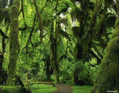 rain forest jungle