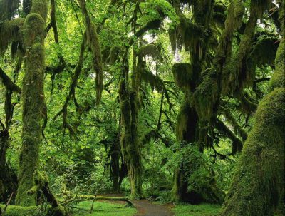 rain forest jungle1