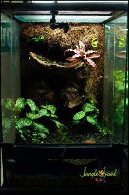 Custom build vivarium 1 12x12x18 1