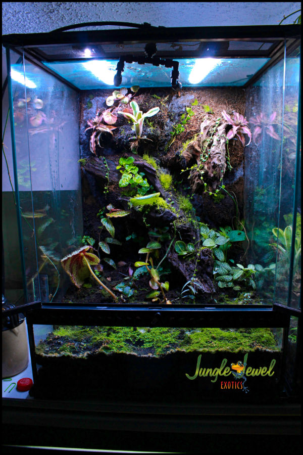 Medium Prebuilt Vivarium 1 Jungle Jewel Exotics