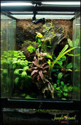 Custom build vivarium 2 12x12x18 1