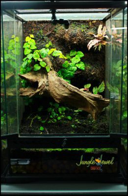 Custom build vivarium 3 12x12x18 1